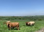 Bull Bull