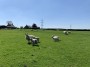 Sheeps Sheeps