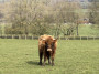 Mr Mooo