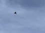 Is it a bird