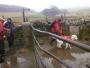 Negotiating the first stile Negotiating the first stile