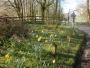 Lovely daffodils at the car park Lovely daffodils at the car park