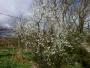  Blackthorn in blossom