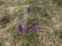 There were a lot of orchids on the fell There were a lot of orchids on the fell