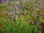 Masses of spring flowers Masses of spring flowers