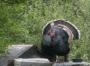 How about this fella for your Christmas dinner? How about this fella for your Christmas dinner?