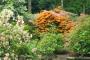 &nbsp;Azaleas in Golden Acre Park