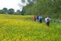 &nbsp;Fields of Gold