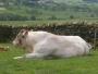 The BIG white bull The BIG white bull