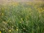 There were loads of buttercups There were loads of buttercups