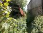 More of the jungle at Harrop Lodge More of the jungle at Harrop Lodge