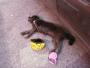 Maisie is having a well-desreved sleep at the end Maisie is having a well-desreved sleep at the end