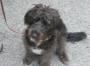 Maisie, our new member Maisie, our new member