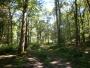 &nbsp;Duxbury woods