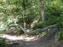 &nbsp;The snake in the woods