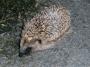  Young hedgehog at Chipping