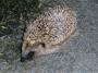 Young hedgehog at Chipping Young hedgehog at Chipping