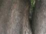 Whose face is in the tree? Whose face is in the tree?