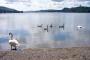 Peaceful scene at lunchtime; Head of Coniston Water Peaceful scene at lunchtime; Head of Coniston Water