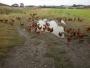 Free range hens near Toddington Farm Free range hens near Toddington Farm