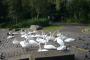  Swans at Crompton Lodge as we return