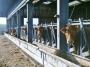 Curious cows Curious cows
