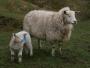 Mother and baby Mother and baby