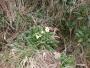 The first primroses The first primroses