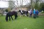 Horses block the stile at Brundhust Farm
