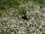  A duck in daisies