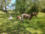  Cute ponies near Hebden