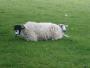  You don't see many 2-headed sheep!