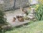 &nbsp;The cats at Broadhead farm