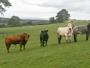 &nbsp;Big bull and some of his harem at Smalden House