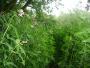 As we follow the river Lune we hit (Himalayan) problems again! As we follow the river Lune we hit (Himalayan) problems again!