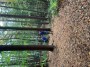 I_cant_see_the_trees_for_the_woods