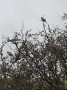 Parakeets_in_the_wild Parakeets_in_the_wild