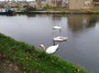 The_Rodley_Swans