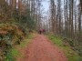 A_woodland_track