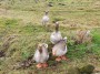 Getting_our_geese_in_a_line Getting_our_geese_in_a_line