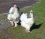 Two Funky Chickens Two Funky Chickens