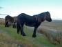 Fluffy Ponies Fluffy Ponies
