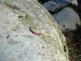 Early in the Year for a Lizard - Spotted on 27 March on Test Walk Early in the Year for a Lizard - Spotted on 27 March on Test Walk