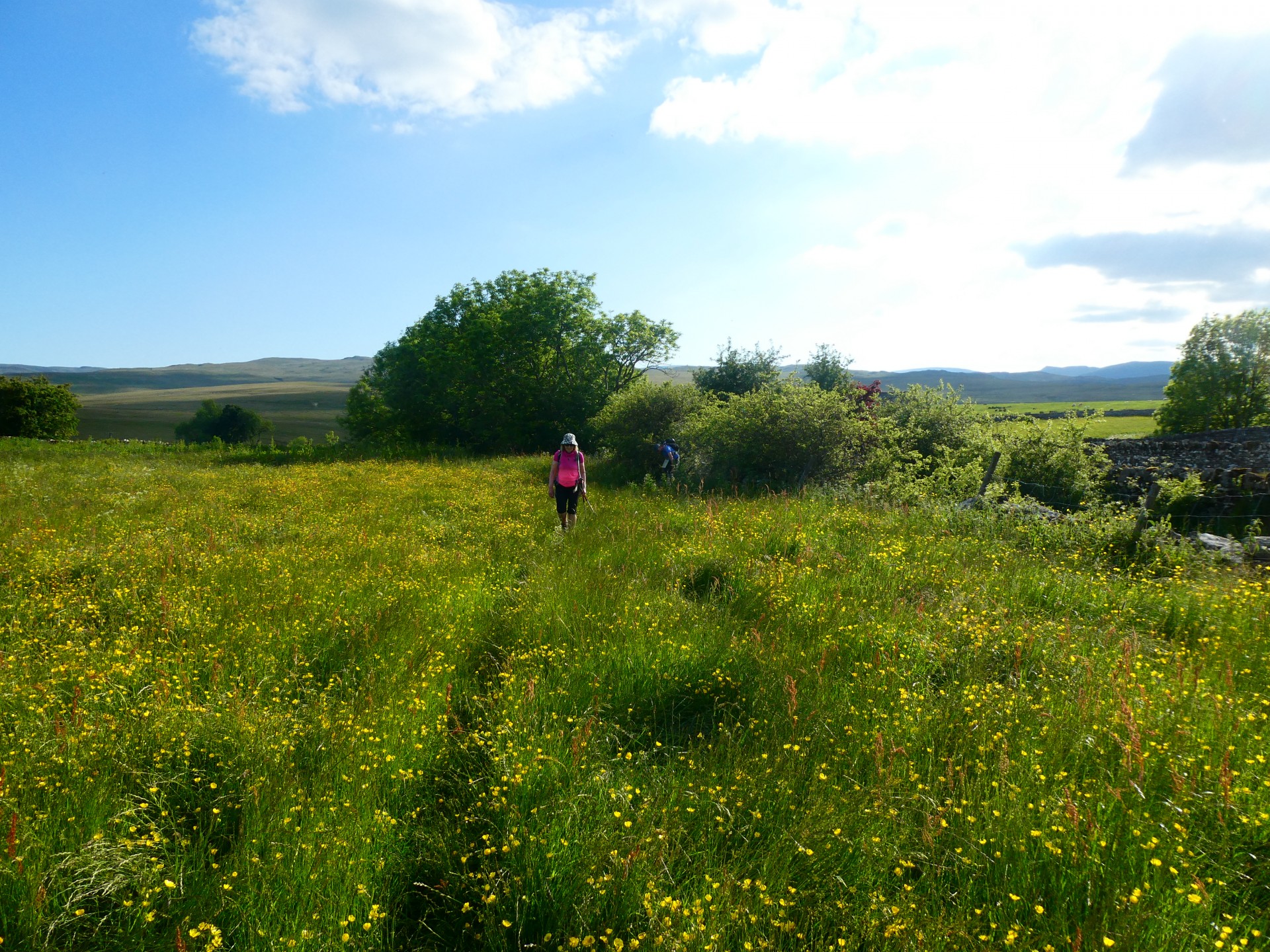 Buttercup meadows into Shap a welcome sight