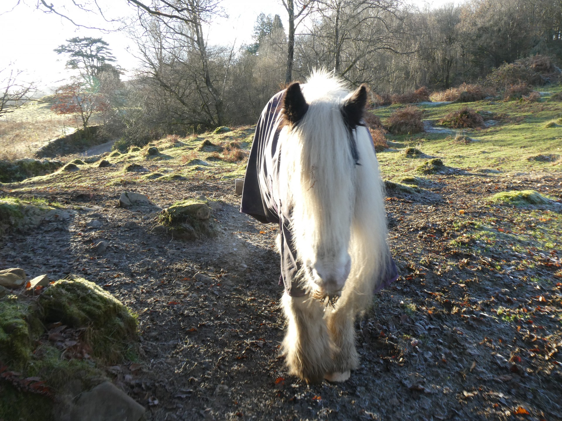 A friendly old pony