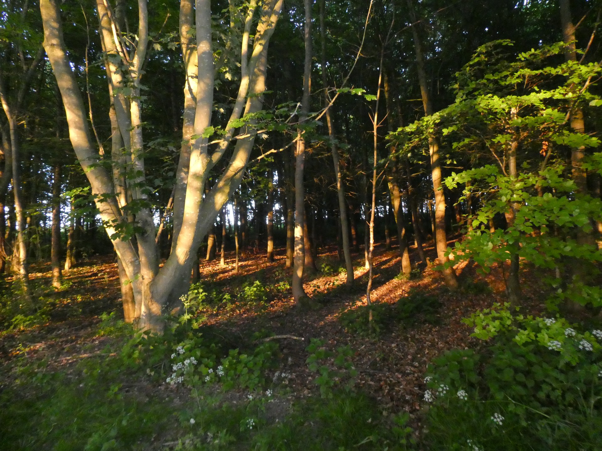 Evening Light in Woodland