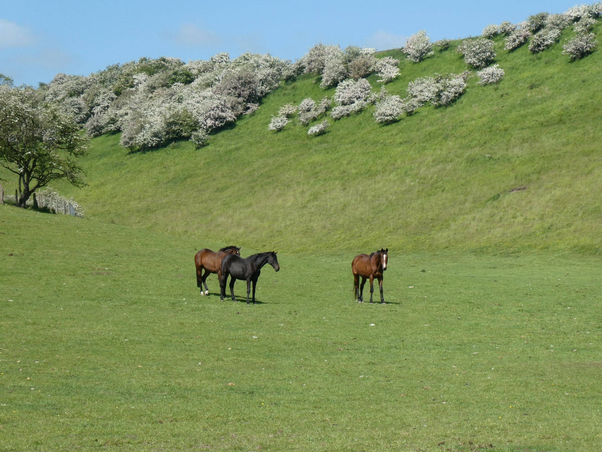 Ponies in Thixendale
