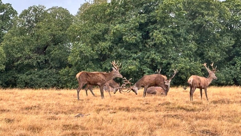Stags at Richmond Park Stags at Richmond Park
