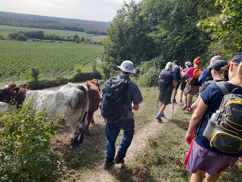 Passing cows on the North Downs