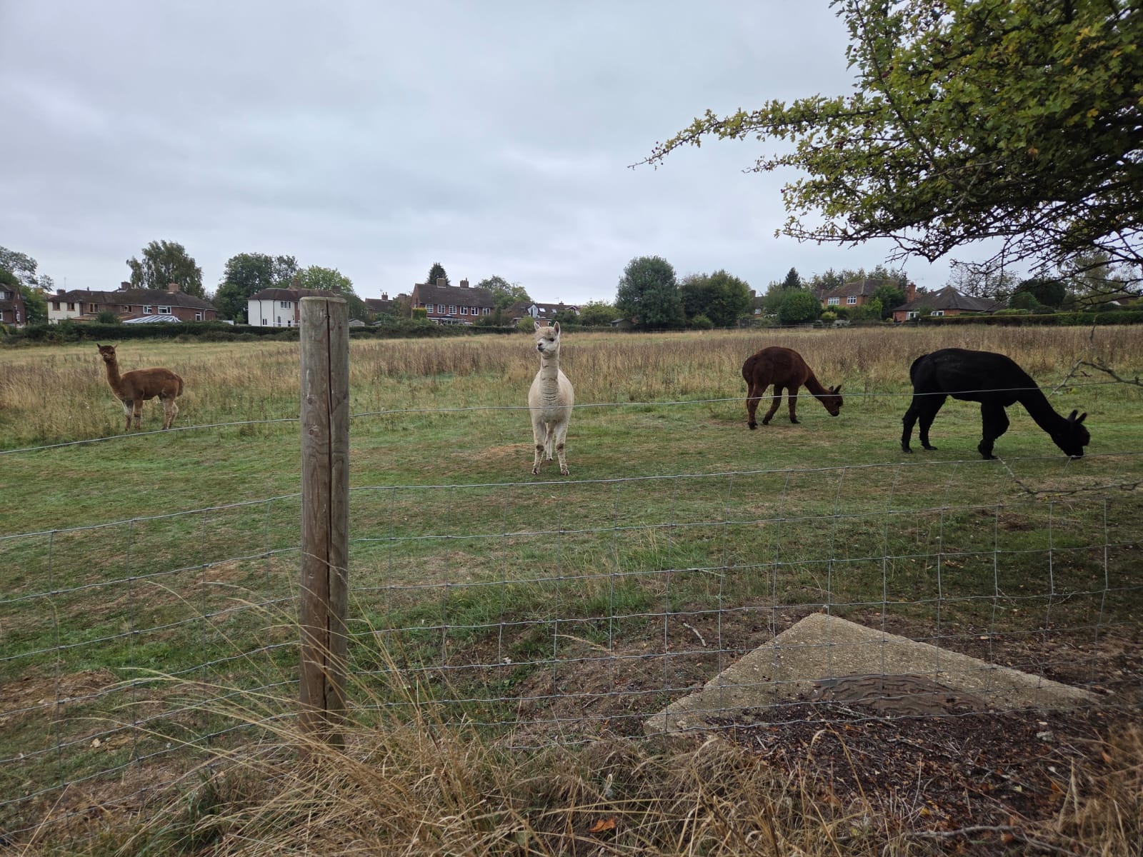 Livestock of the day